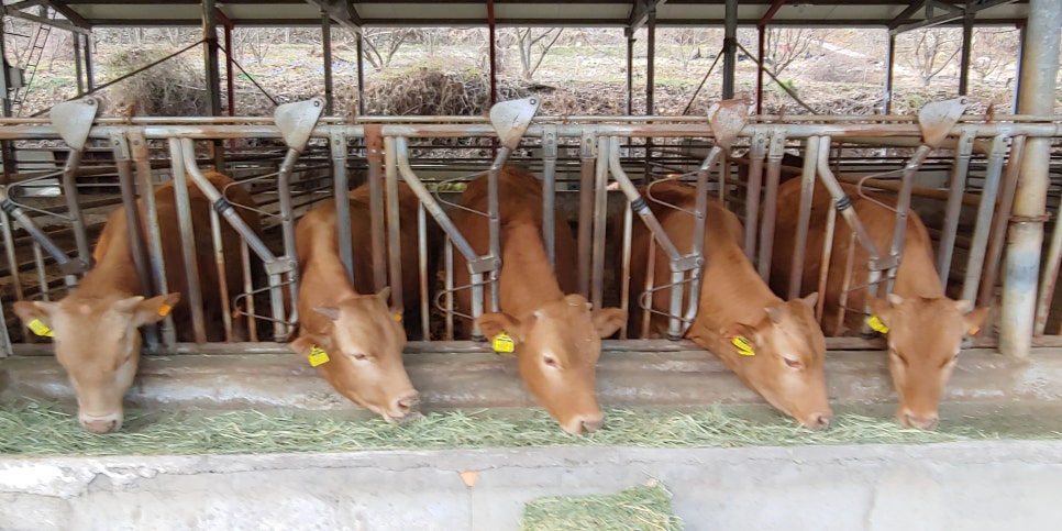 한솔농원 이미지