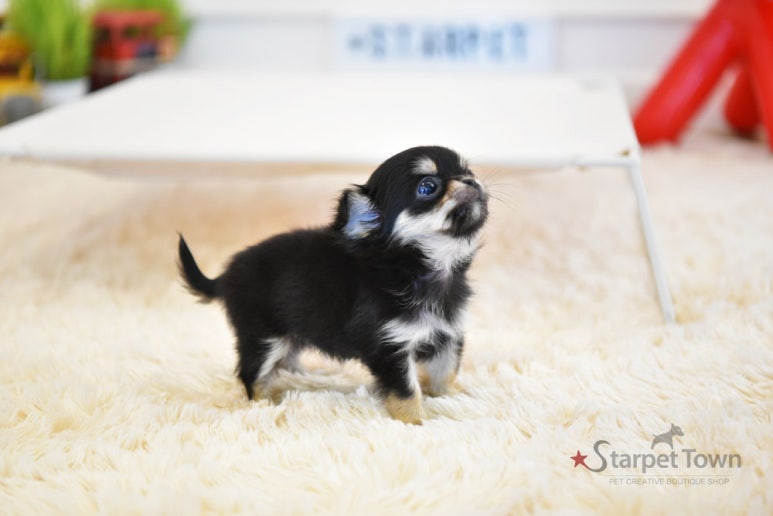 스타미용타운 이미지