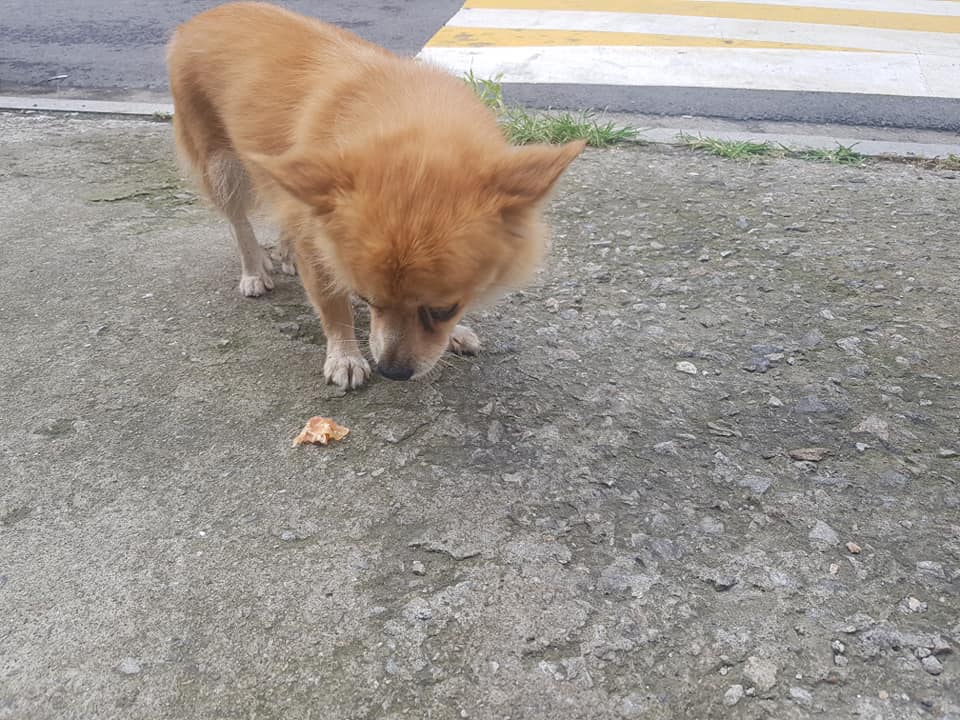 복실이식당 이미지