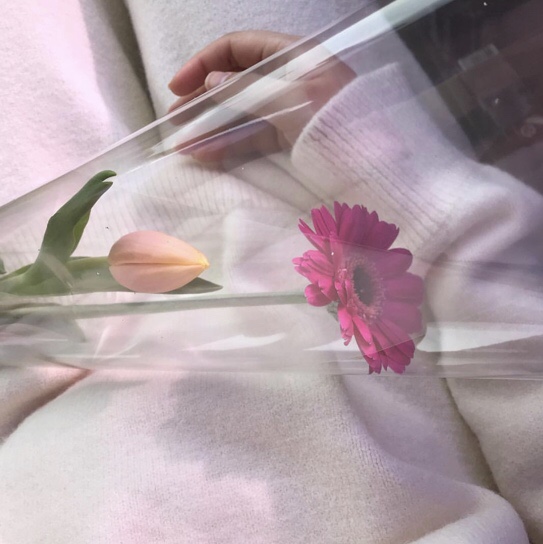 플랑떼플레르 이미지