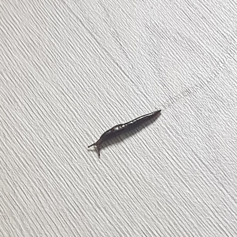 제이롱롱 이미지