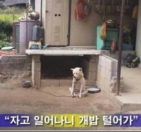 영천돌메기매운탕 이미지