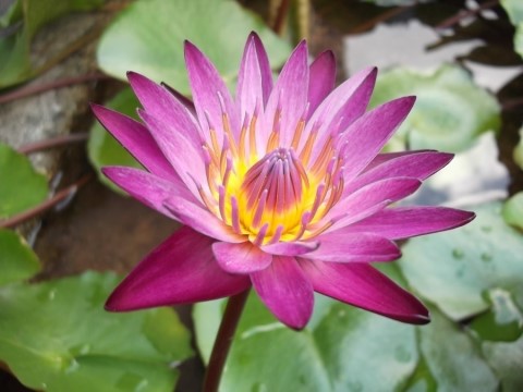 꽃을사랑합니다 이미지