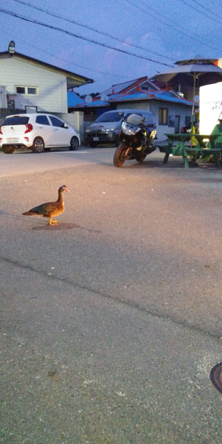 카페꼬레 이미지