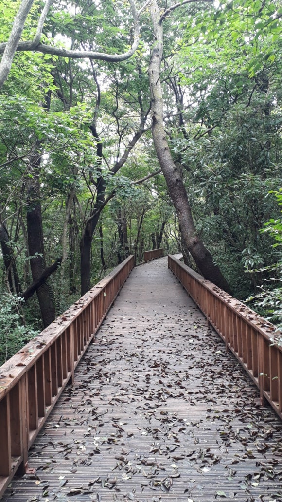 혼디가자 이미지