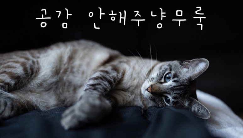 여포꾸이꾸이 이미지