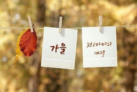 청송꽃차이야기 솔채 이미지