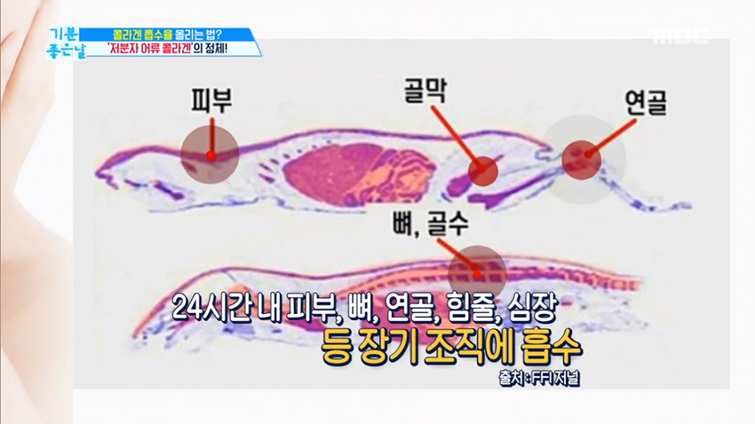 한성현콜라겐 이미지