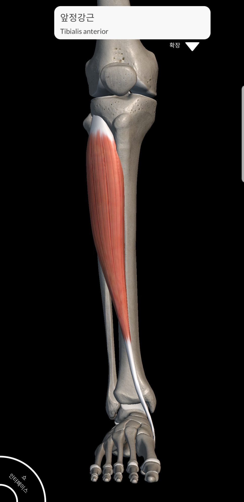 기능해부학/ 앞정강근/ 전경골근/ 정강이근육/ Tamuscle/ Tivialis Anterior/ Anatomy ...