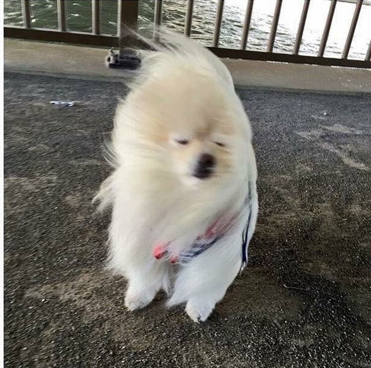 링링 이미지
