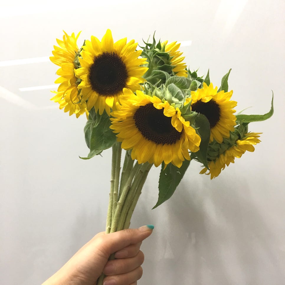해바라기자연유치원 이미지