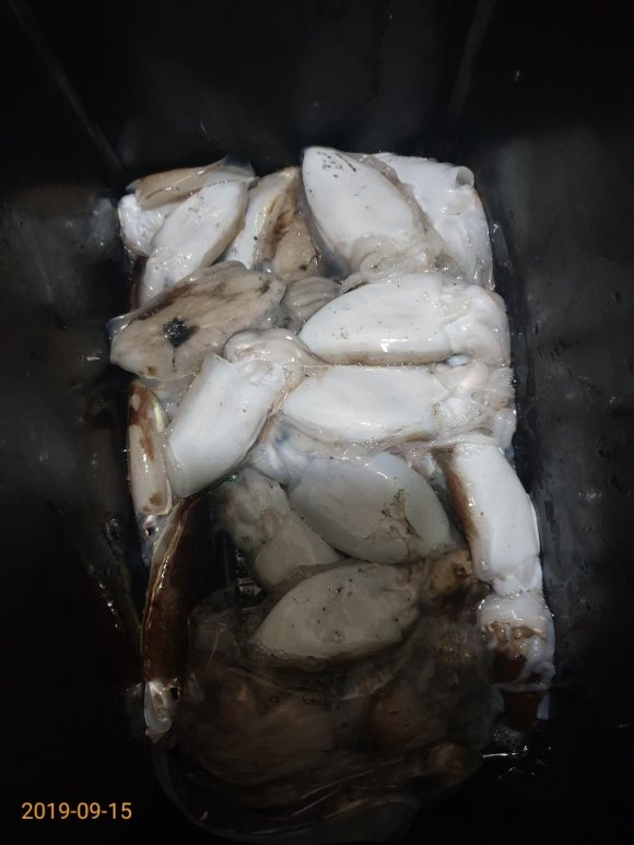 피싱게이트 이미지