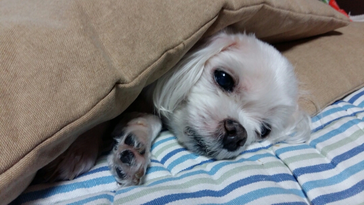 잘자 이미지