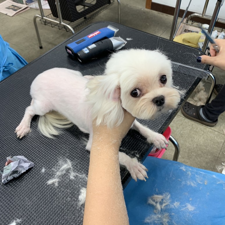 베스트강북애견미용학원 이미지