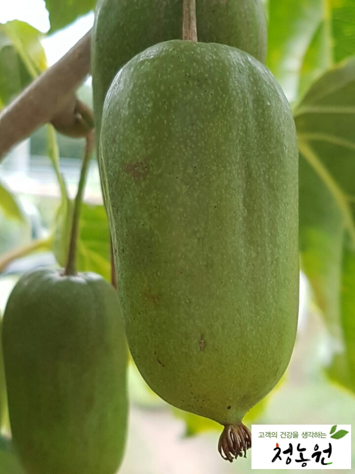 청동원 이미지