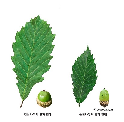 참나무 3형제 이미지