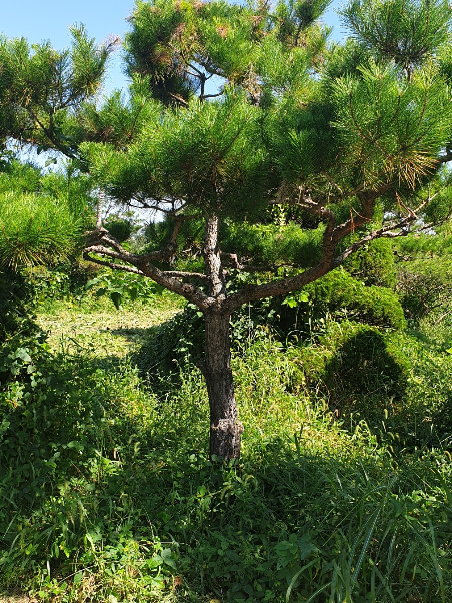 소나무분식 이미지
