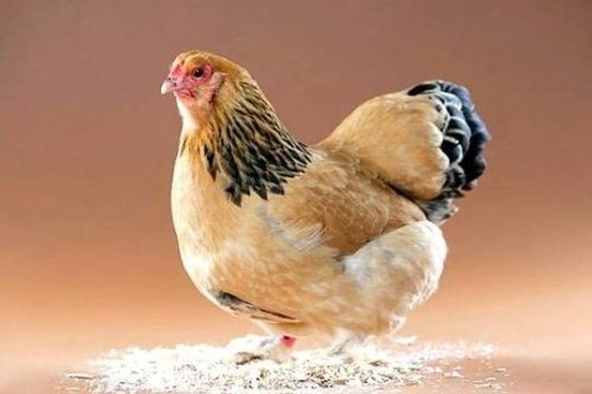 춘천고을닭갈비 이미지