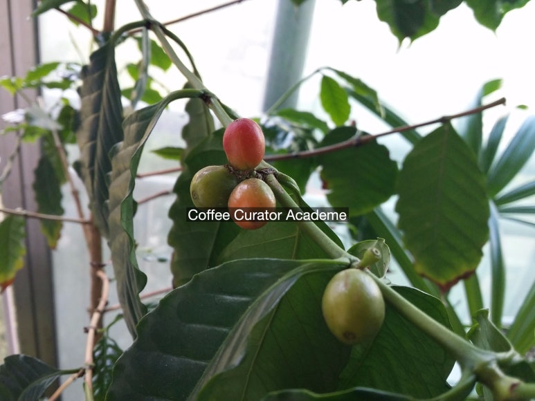 카페인(CAFFEINE) 이미지