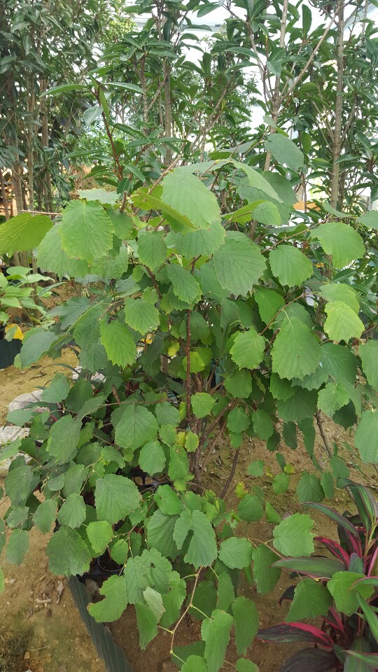 카페들꽃 이미지