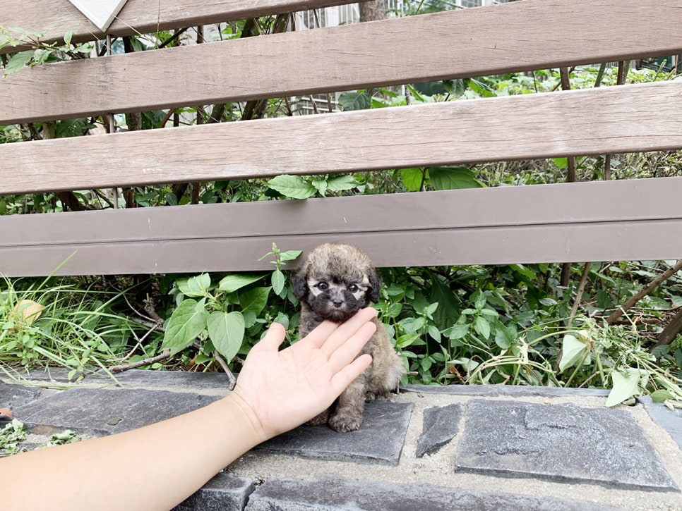토이짱 이미지