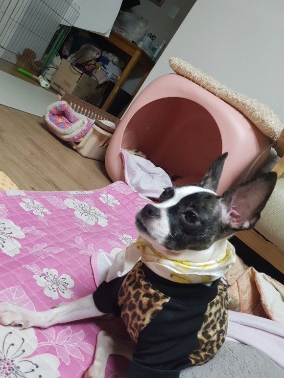 다보노 이미지