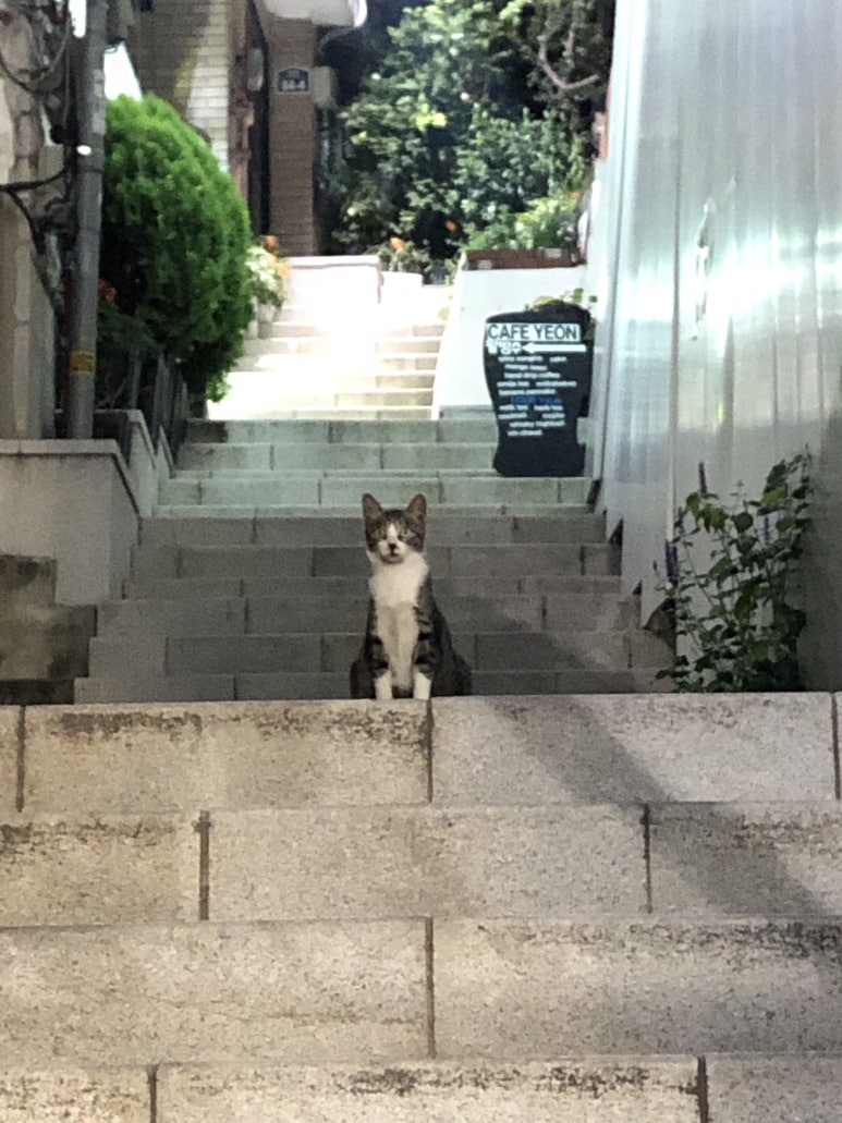 Plus 쌀국수 이미지