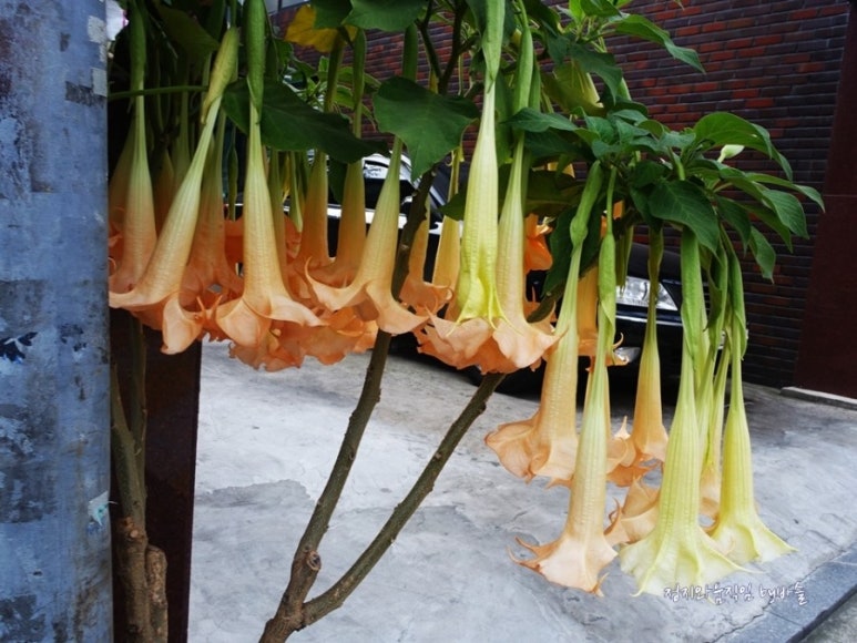 천사꽃집 이미지