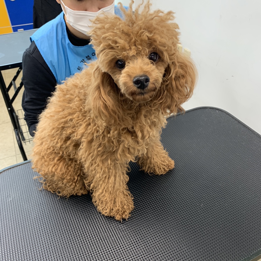 강북에이스애견미용학원 이미지