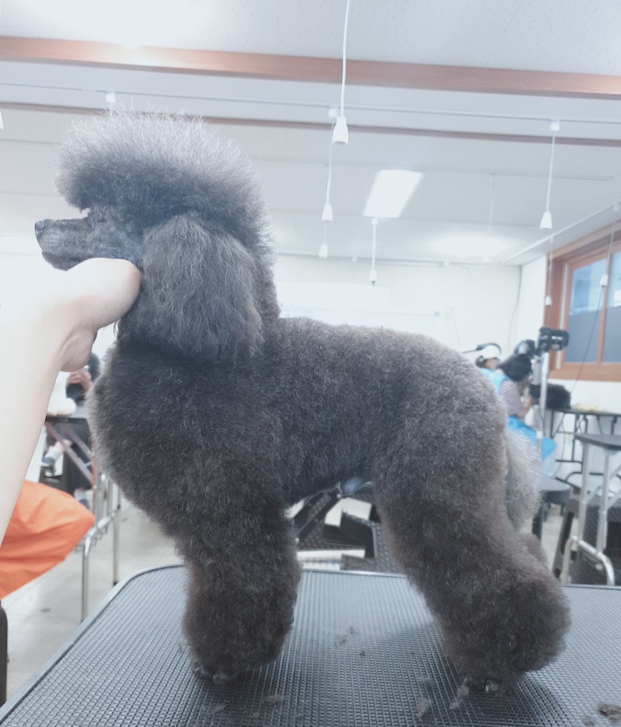 강북에이스애견미용학원 이미지