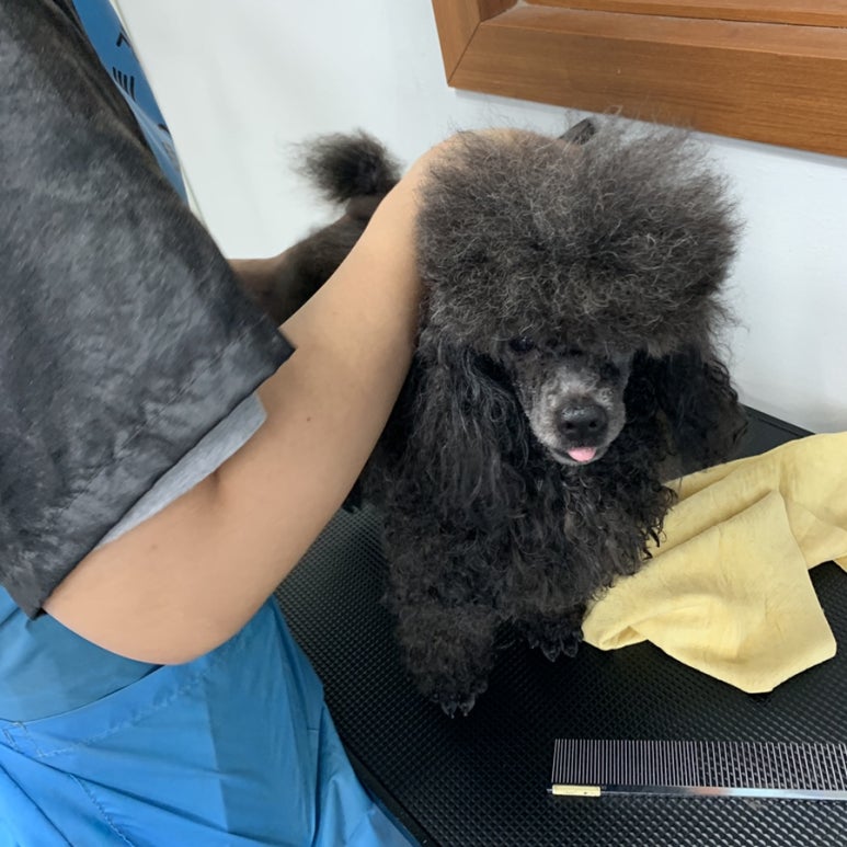 베스트강북애견미용학원 이미지