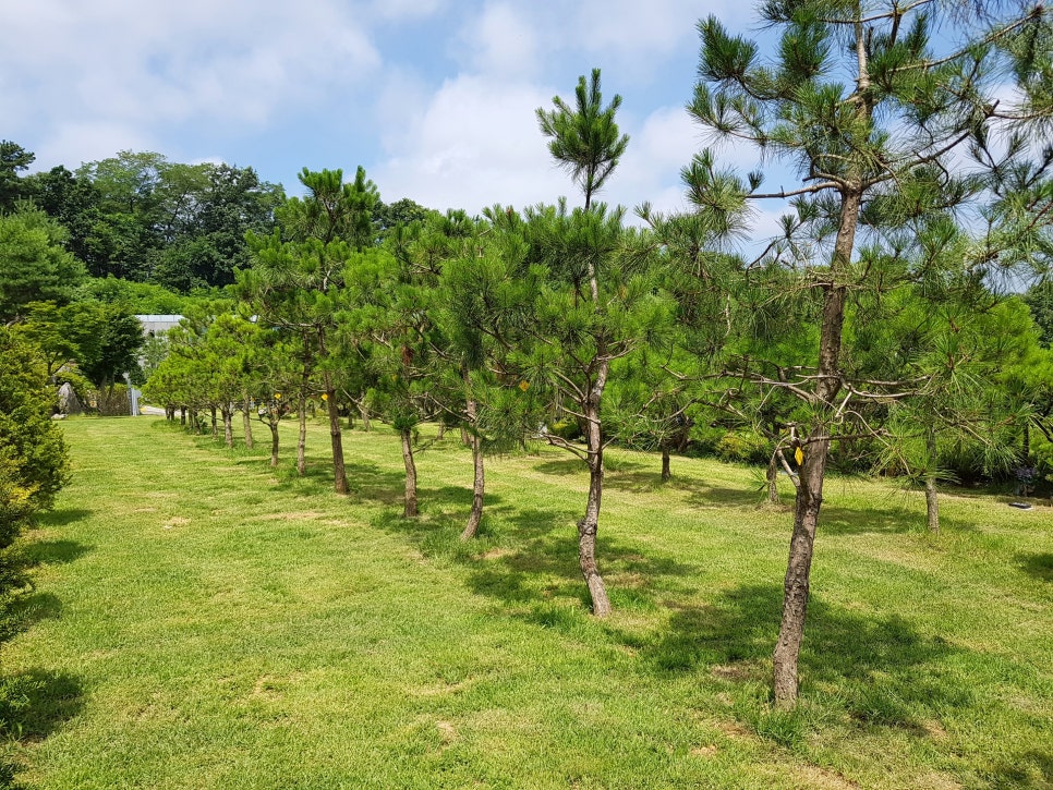 파주수목장 이미지