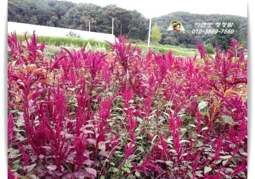 (주)아마란스 이미지