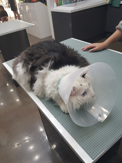 야옹아놀자 이미지