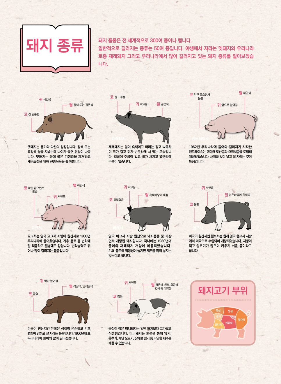 꿀꿀돼지 이미지
