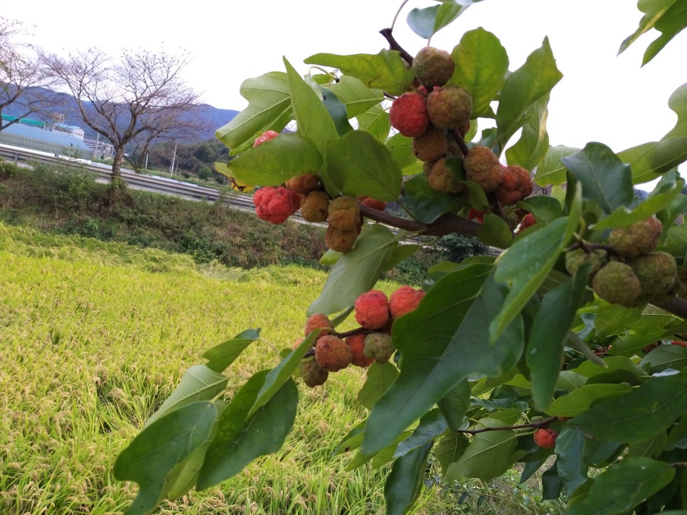 꽃길다육 이미지