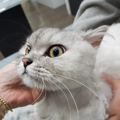 야옹아놀자 이미지