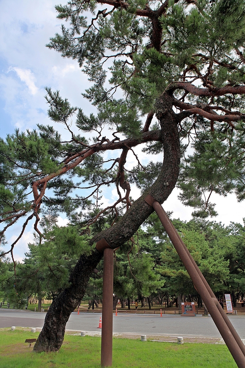 송림(松林) 이미지