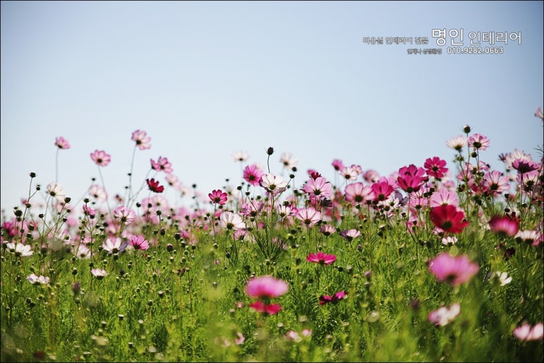 코스모스미용실 이미지