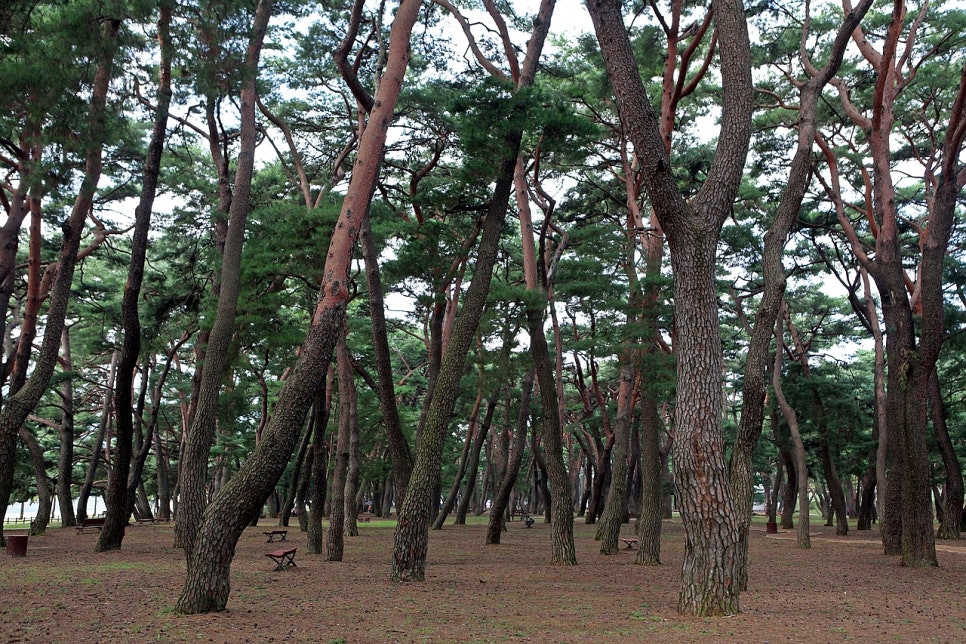 송림(松林) 이미지