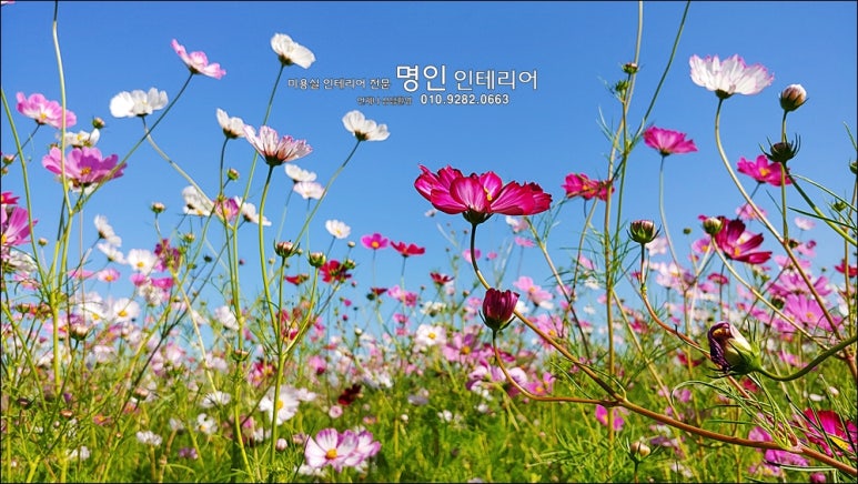 코스모스미용실 이미지