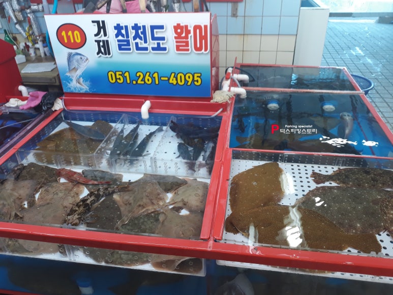 칠천도활어 이미지