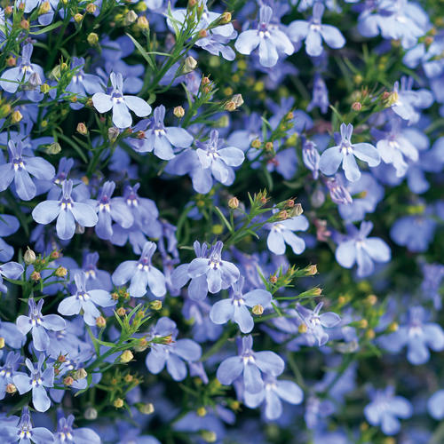 로벨리아(lobelia) 이미지