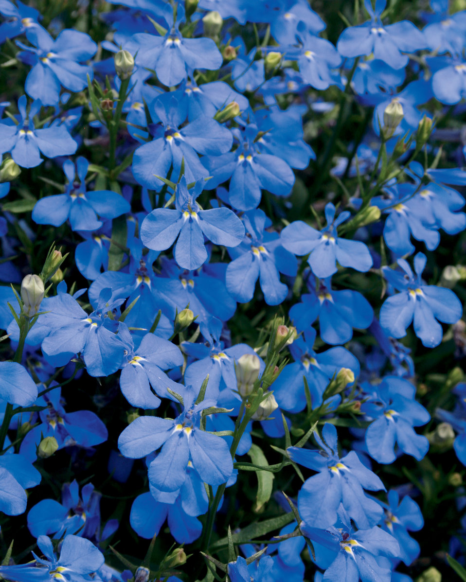 로벨리아(lobelia) 이미지