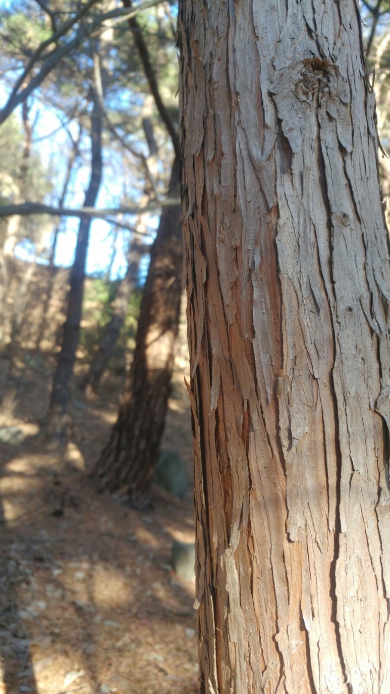 푸른숲민박 이미지