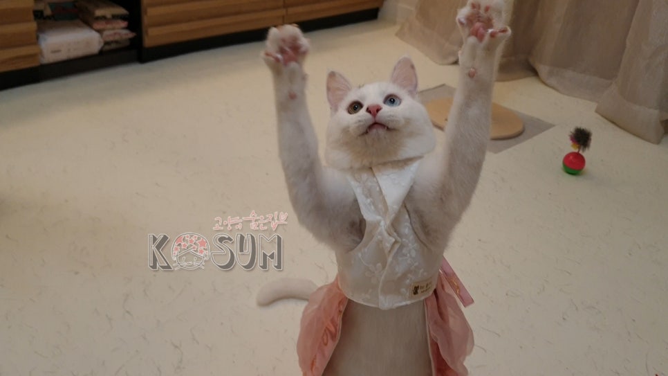 #오드아이 이미지
