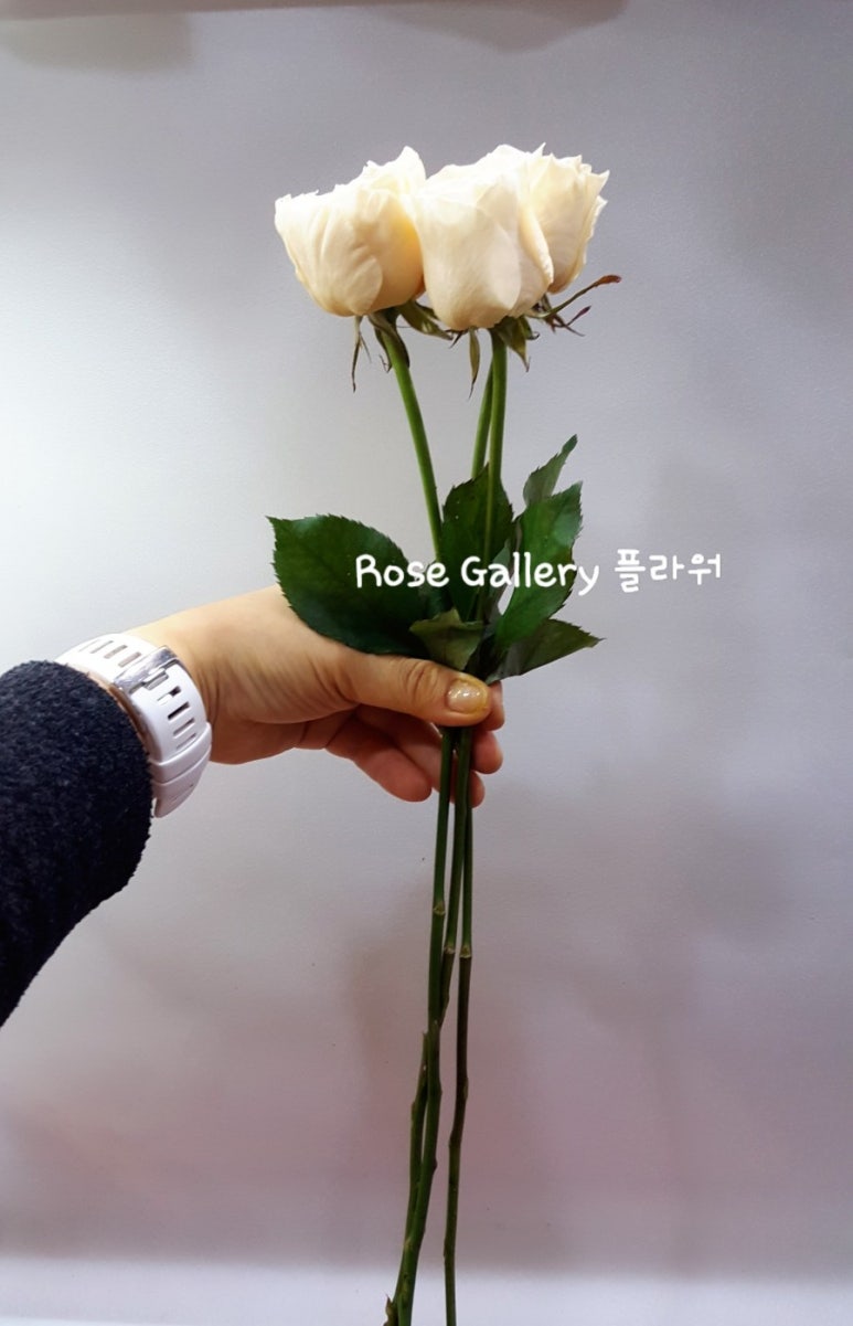 올포러브 이미지