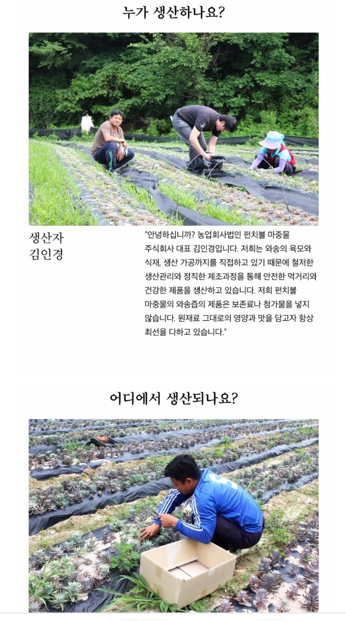 강원도와송 이미지