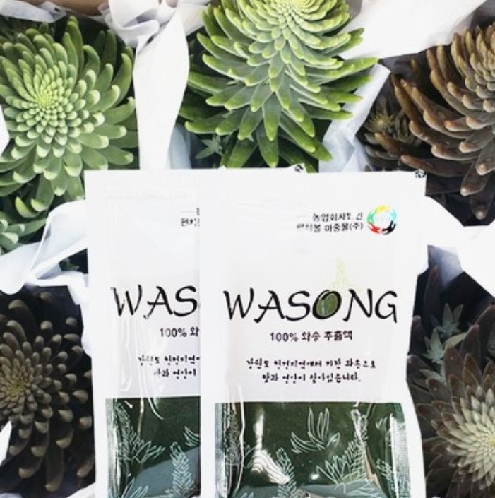 강원도와송 이미지