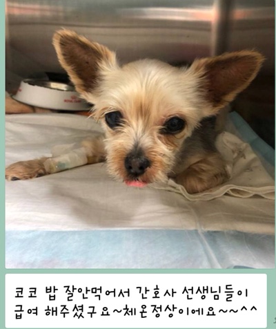 코코젬마 이미지